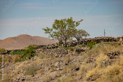 Desierto desert naturaleza nature atacama wildlife vida silvestre