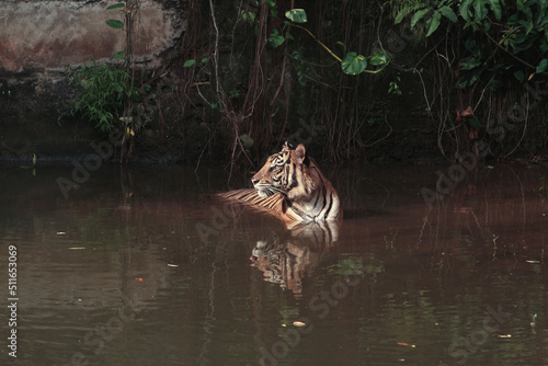 swimming in water © Pitokung