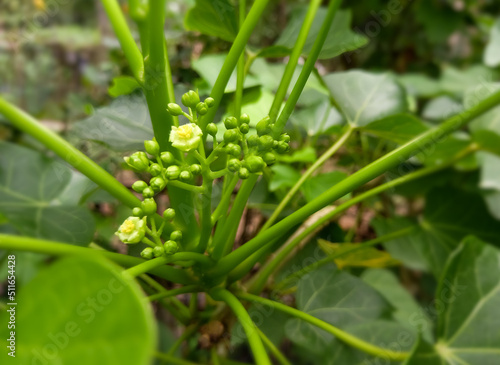 Physic Nut (Jatropha curcas) flower, Barbados nut, semi-evergreen shrub or tree.