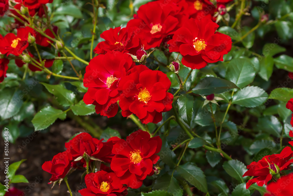 Wunderschöne auf geblüte rote Rosen