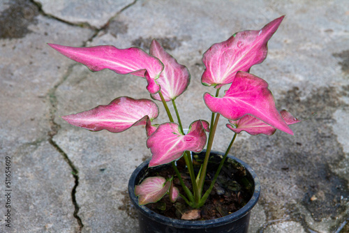 Beautiful Caladium Bicolor Plant. It has combination of pink leaves and white veins in a pot on a cement floor.