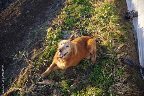 Happy farm dog golden retriever rests in an organic vegetable garden