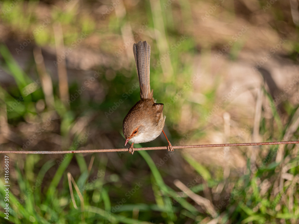 Obraz premium Female Fairy Wren Wire