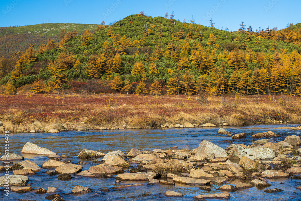 Colorful autumn landscape. View of the river and hills. Larch and dwarf pine grow on the slope of the mountain. Beautiful northern nature. Travel and hiking in the wild. Fall season. September. Colorful autumn landscape. View of the river and hills. Larch and dwarf pine grow on the slope of the mountain. Beautiful northern nature. Travel and hiking in the wild. Fall season. September.