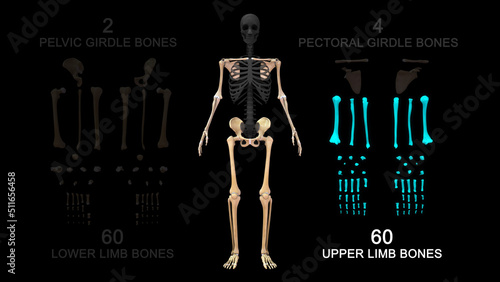 Human skeleton Upper limb bones anatomy 3d illustration