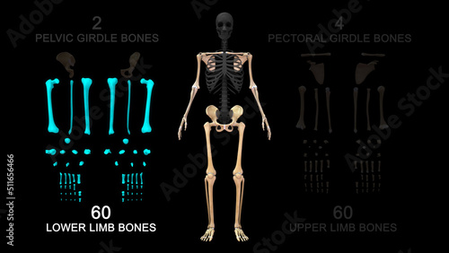 Lower limb bones in human skeletal system 3d illustration