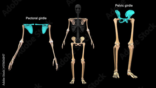 Human skeleton Pectoral girdle and Pelvic girdle bones anatomy 3d illustration
