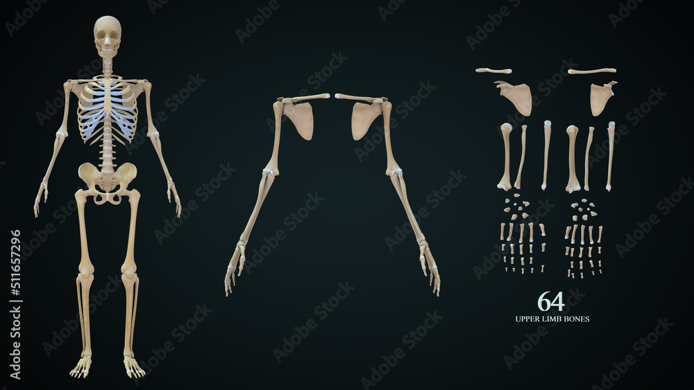 The upper limb is divided into three regions. These consist of the arm
