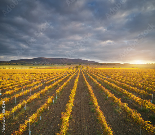 Vineyard field on the sunset.