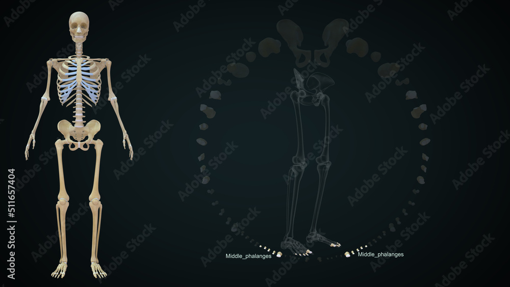 There are 30 bones in each lower limb. These are the femur, patella, tibia, fibula, seven tarsal bones, five metatarsal bones, and 14 phalanges 3d illustration There are 30 bones in each lower limb. These are the femur, patella, tibia, fibula, seven tarsal bones, five metatarsal bones, and 14 phalanges 3d illustration