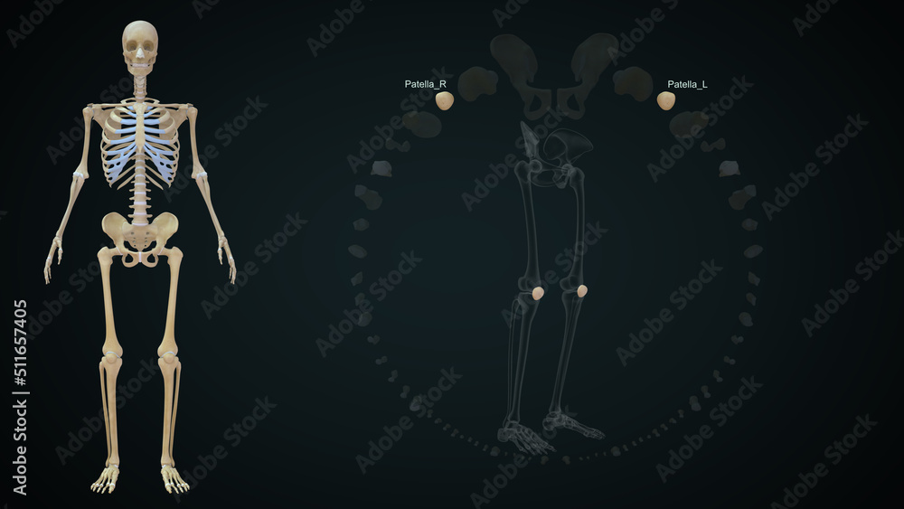 The patella is your kneecap. It's the bone at the front of your knee joint 3d illustration The patella is your kneecap. It's the bone at the front of your knee joint 3d illustration