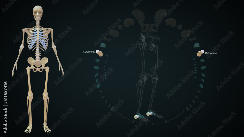 The calcaneus is the largest tarsal bone and lies underneath the talus where it constitutes the heel 3d illustration The calcaneus is the largest tarsal bone and lies underneath the talus where it constitutes the heel 3d illustration