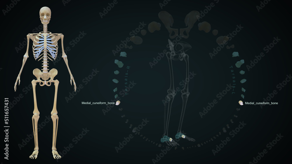 The medial cuneiform is one of the cuneiforms, it is the most medial in the distal row of tarsal bones 3d illustration The medial cuneiform is one of the cuneiforms, it is the most medial in the distal row of tarsal bones 3d illustration