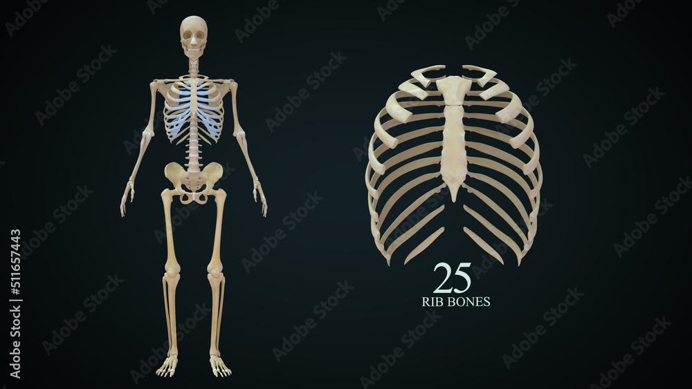 The rib cage is an arrangement of bones in the thorax of all vertebrates except the lamprey. It is formed by the vertebral column, ribs, and sternum and encloses the heart and lungs
The rib cage is an arrangement of bones in the thorax of all vertebrates except the lamprey. It is formed by the vertebral column, ribs, and sternum and encloses the heart and lungs
