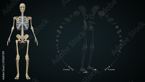 Proximally, the proximal tibiofibular joint serves as the proximal anchoring stabilizing connection between the two bones in the lower leg 3d illustration photo