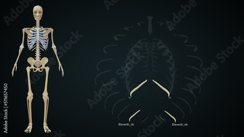 The rib cage is an arrangement of bones in the thorax of all vertebrates except the lamprey. It is formed by the vertebral column, ribs, and sternum and encloses the heart and lungs.. photo