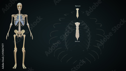 Fotografie The rib cage is an arrangement of bones in the thorax of all vertebrates except the lamprey