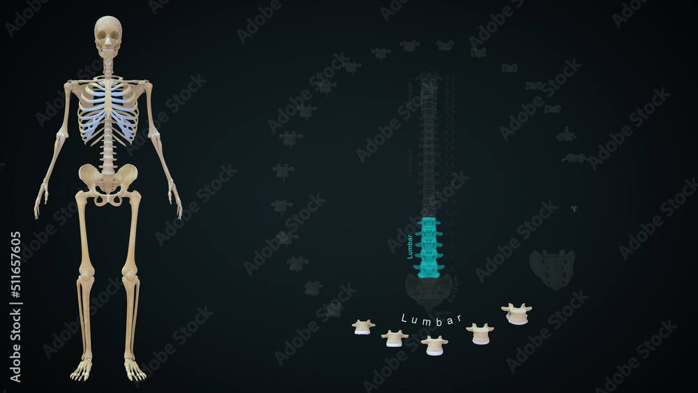 Human Vertebrae bones Lumbar bones anatomy 3d illustration Human Vertebrae bones Lumbar bones anatomy 3d illustration