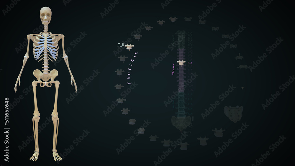 Human Vertebrae bones Thoracic T05 anatomy 3d illustration Human Vertebrae bones Thoracic T05 anatomy 3d illustration