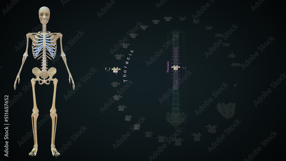 Human Vertebrae bones Thoracic T07 anatomy 3d illustration Human Vertebrae bones Thoracic T07 anatomy 3d illustration
