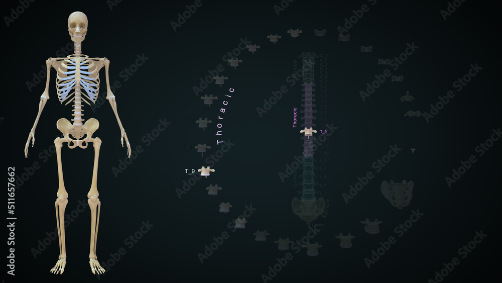 Human Vertebrae bones Thoracic T09 anatomy 3d illustration Human Vertebrae bones Thoracic T09 anatomy 3d illustration