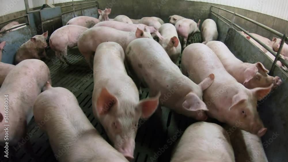 A pig farm with a large number of pigs. Modern agricultural pig farm