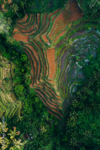 top down aerial landscape of a rice field in ubud bali indonesia at sunrise © Alexander White