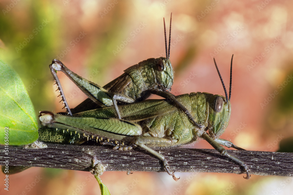 Fototapeta premium mating of two grasshoppers on a branch