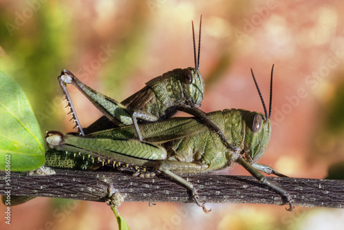 mating of two grasshoppers on a branch