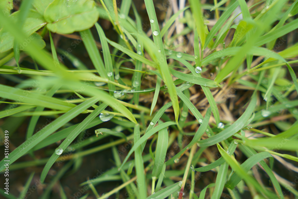 water droplets on the grass after rain