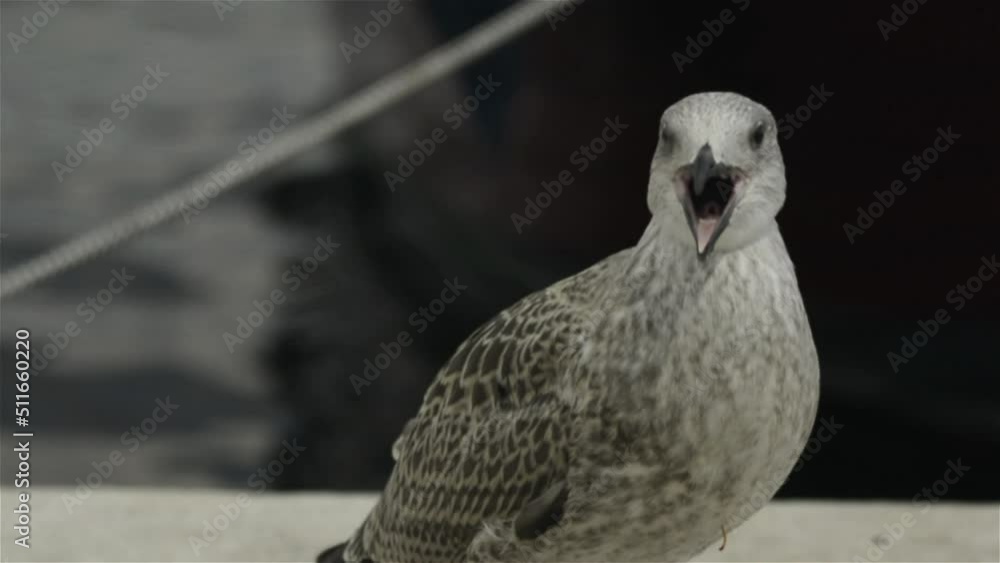 old seagull looks around on the sea shore old seagull looks around on the sea shore