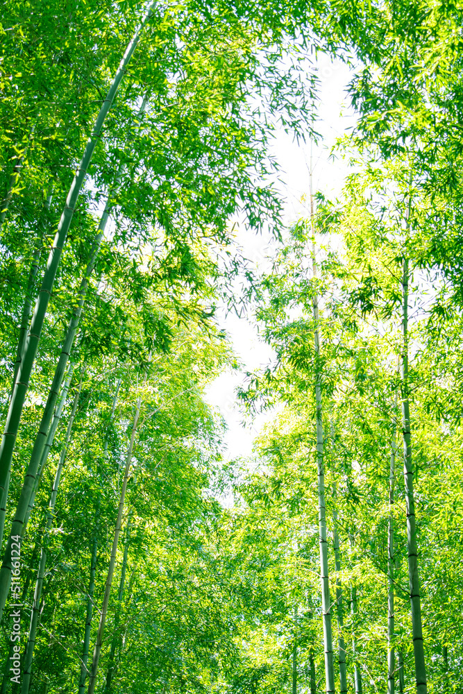 대나무숲과 죽순