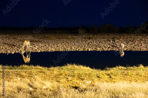 Giraffe and black rhino drinking from a waterhole at night in Etosha National Park in Namibia Africa photo