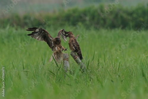 black kite in a field