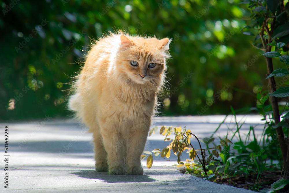 Cinnamon tabby cat on a sidewalk with vegetation and lighting from behind