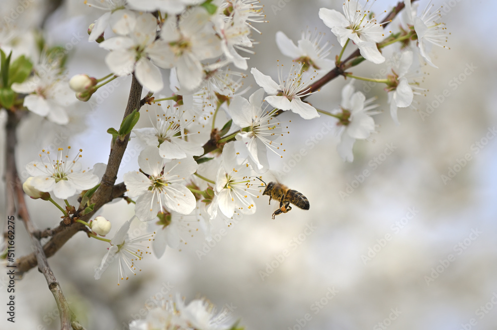 Beautiful delicate flowers of our planet Beautiful delicate flowers of our planet