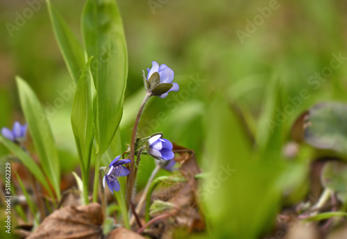 Beautiful delicate flowers of our planet