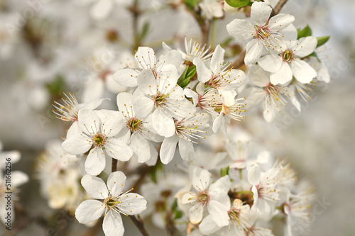 Beautiful delicate flowers of our planet