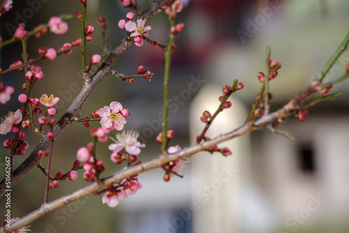 東京赤坂にある氷川神社の手水舎に飾られた梅