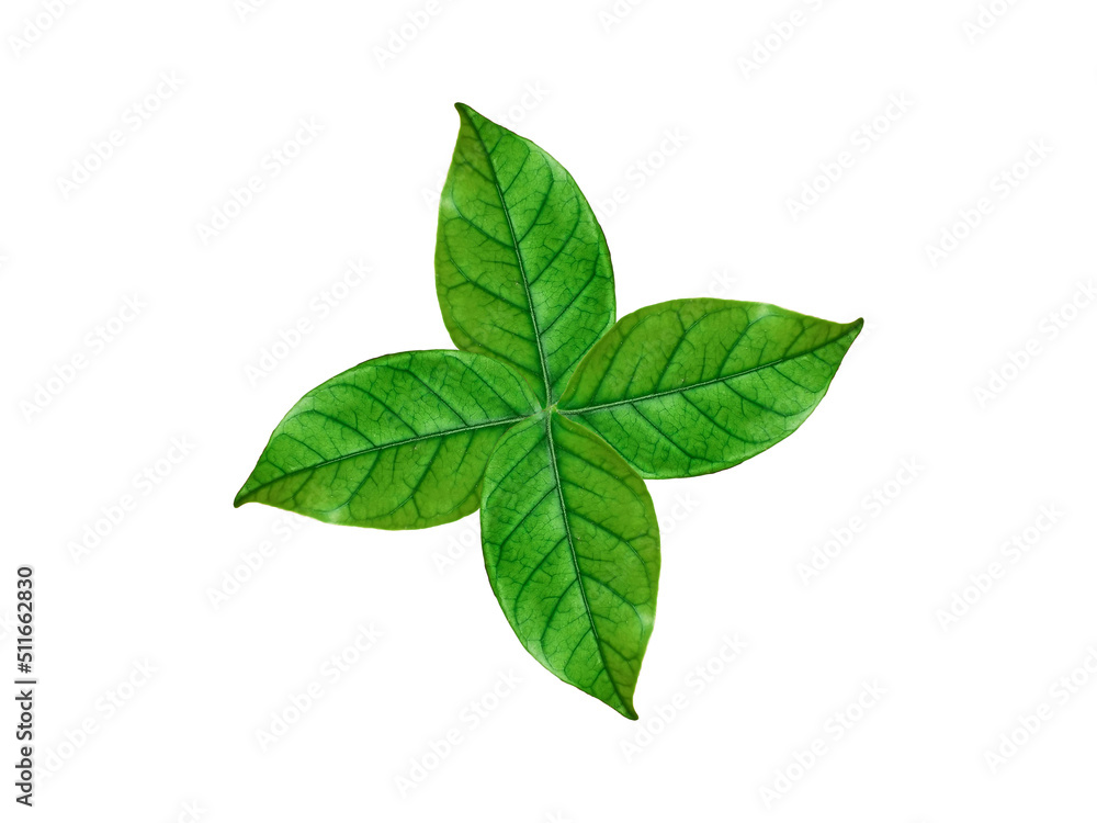 fresh mint isolated on white background fresh mint isolated on white background