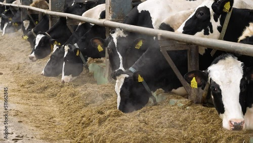Cattle breeding farm in winter, сowshed. Cows eat hay.