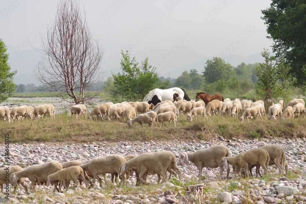 flock of sheep by the river Serio flock of sheep by the river Serio