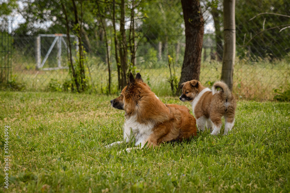 two dogs playing in the grass two dogs playing in the grass