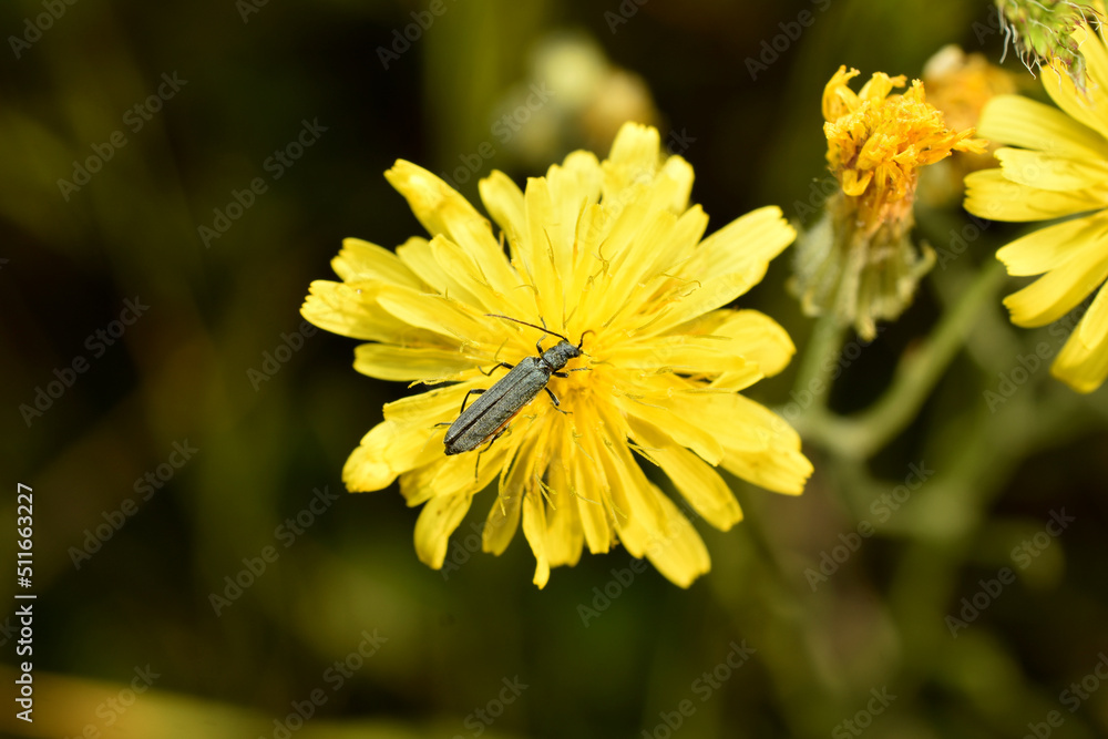 Fototapeta premium A brown blister beetle sits on a flower.