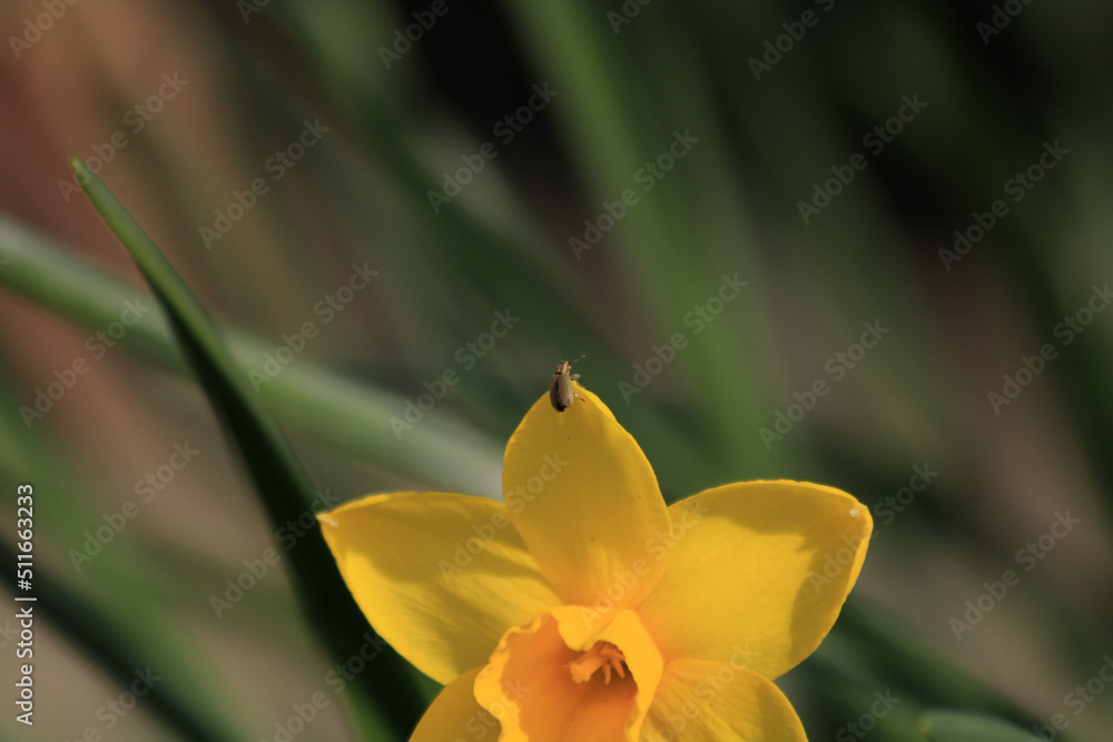 Obraz premium Close-up photo of flower