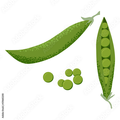 Vector illustration of green sweet peas. Textured vector illustration of sugar snaps, isolated on a white background.