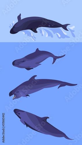 False killer whales pod collection. Species of oceanic dolphins having fun in the water.