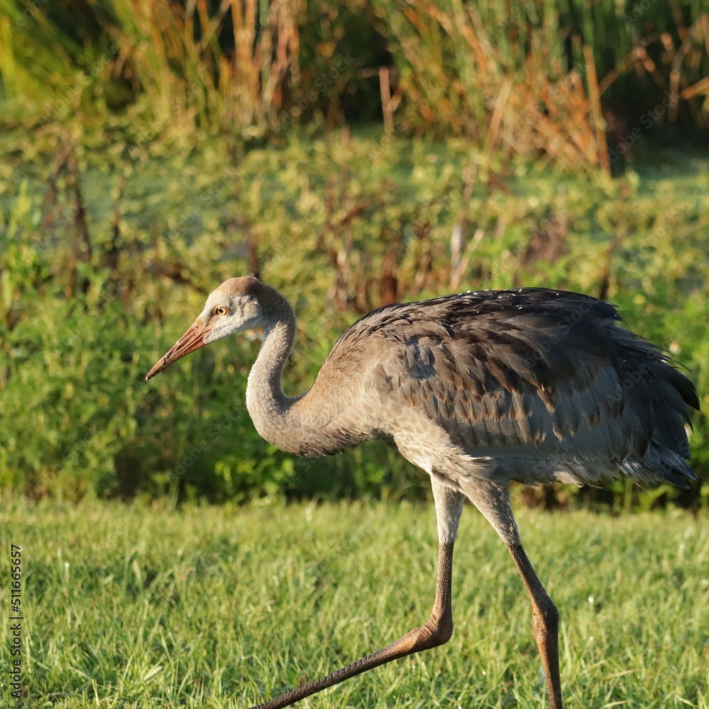 Fototapeta premium Juvenile Female Sandhill Crane Colt Kissed by the Golden Sun
