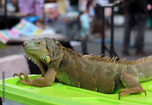 iguana on a branch