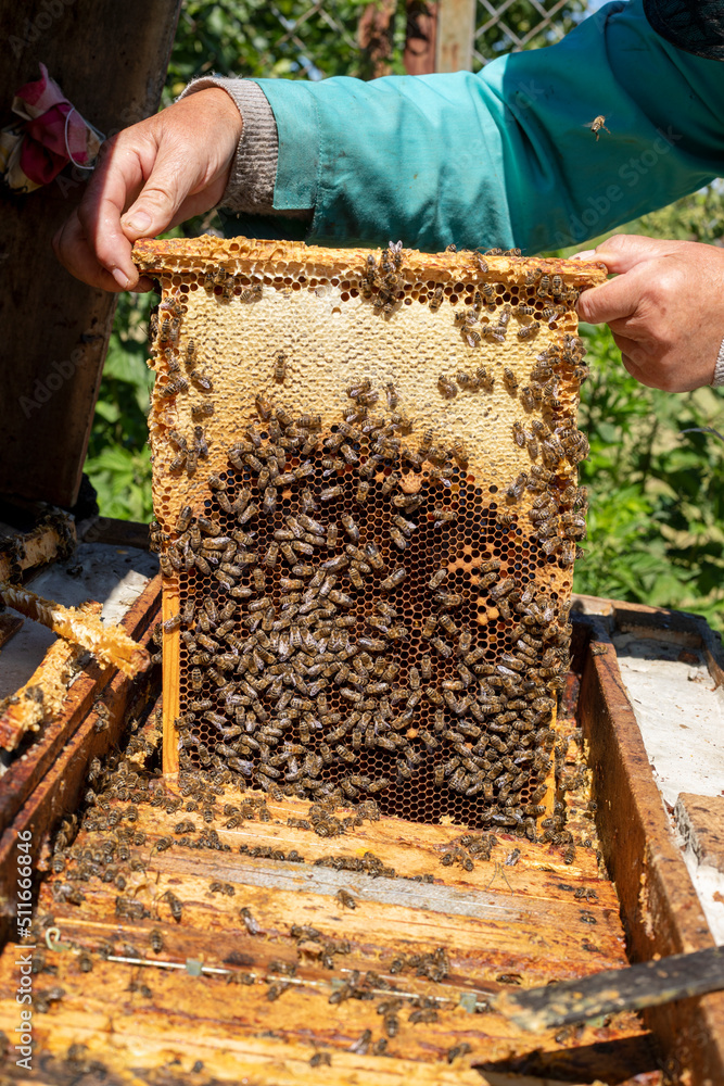 beekeeper takes honeycombs to pump honey from the hive, Apitherapy.pump beekeeper takes honeycombs to pump honey from the hive, Apitherapy.pump